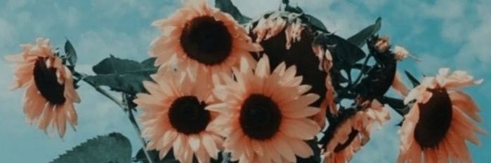 carolina do norte banner