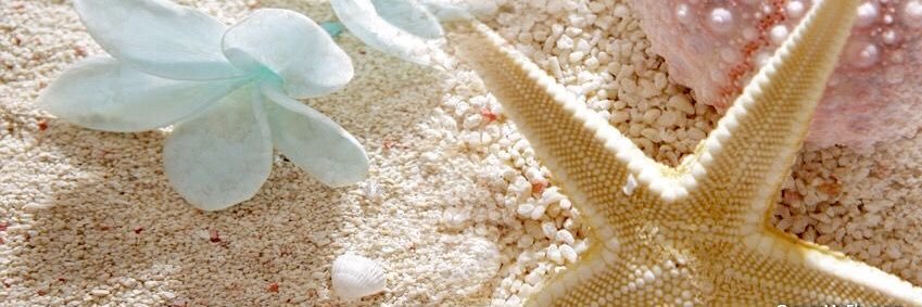ella 🐚☀️ banner