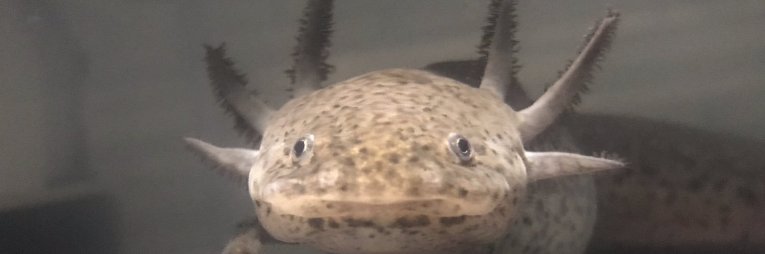 _wooperlooper's profile banner image
