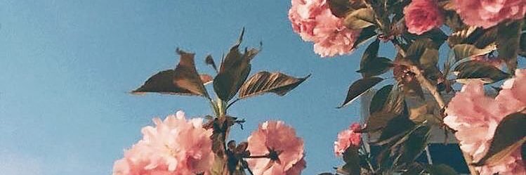 pandabox's profile banner image