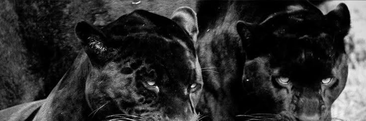 Eclipse_KK's profile banner image