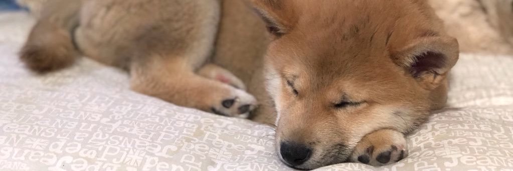 Niicole_GF's profile banner image