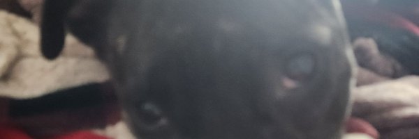 Tinkerbell83451 Profile Banner