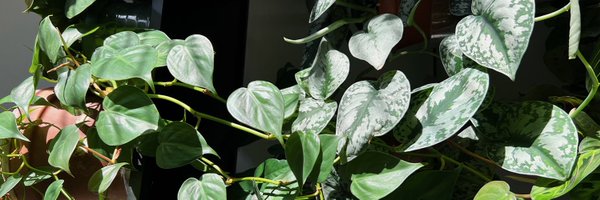 reneessplay Profile Banner