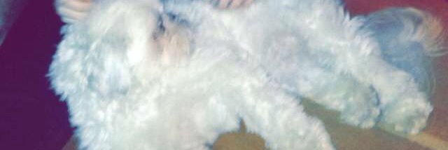 12Sarahward's profile banner image