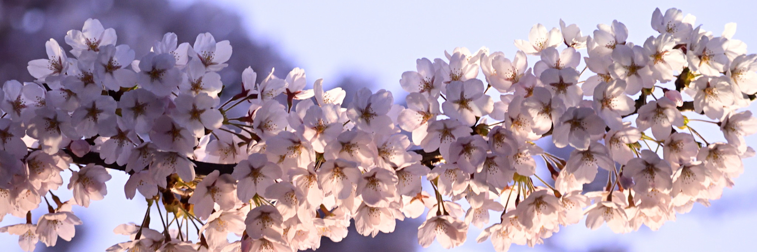 tomoaki.f banner