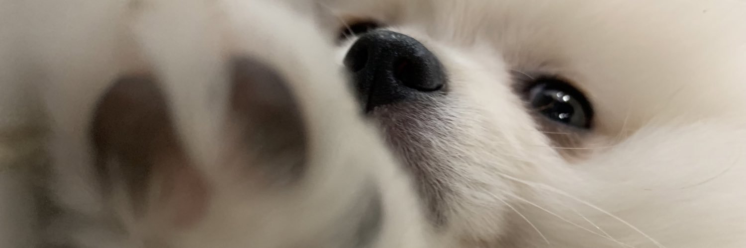 paloboogarin's profile banner image