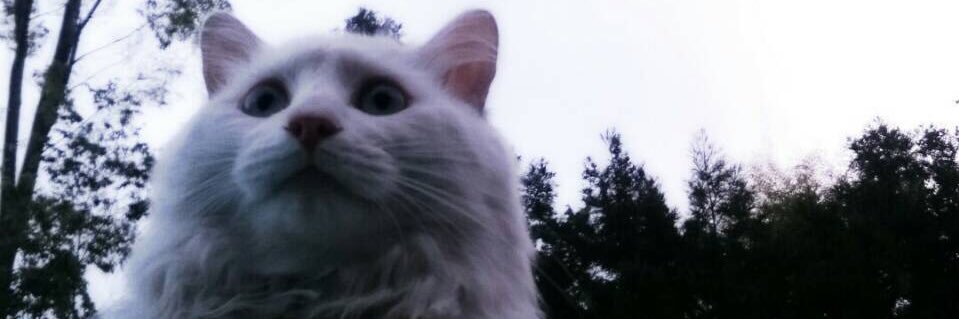 n1kori's profile banner image
