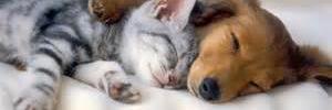 Cat_Care_Center's profile banner image