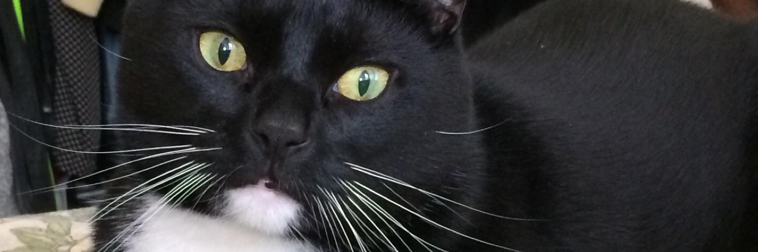 RatfaceKillah's profile banner image