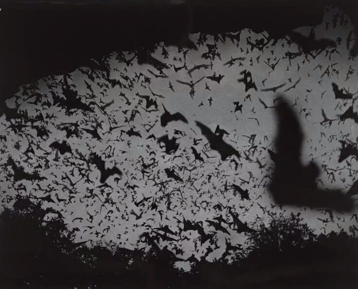 Reptrileptric's profile banner image
