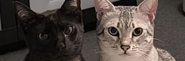 sansvolk Profile Banner