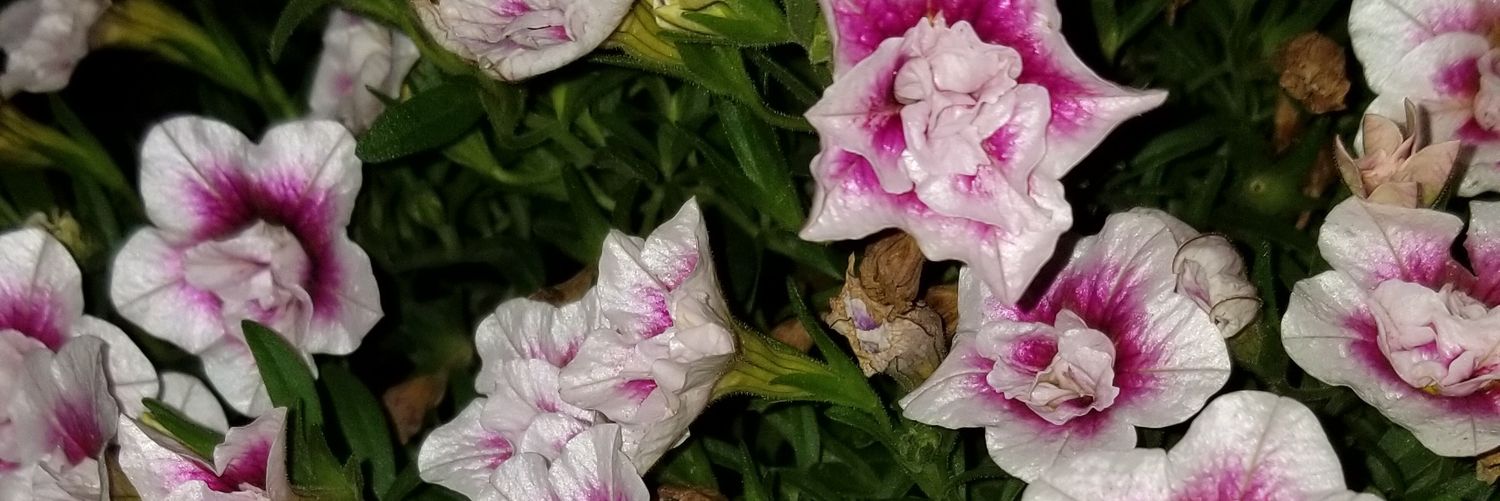 StacyAMaxwell's profile banner image