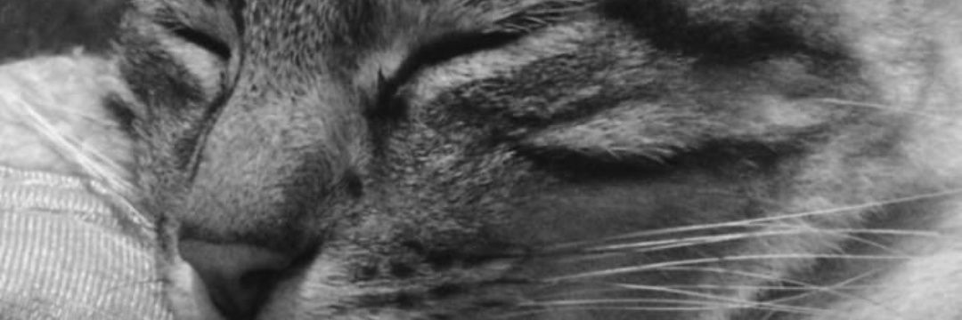 CarolFelix_'s profile banner image