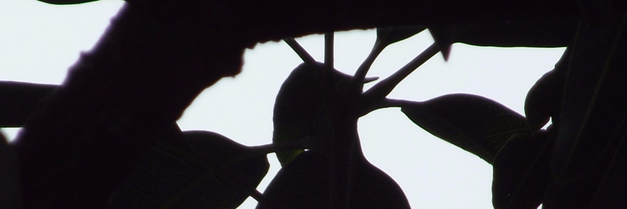 vikssrmn's profile banner image