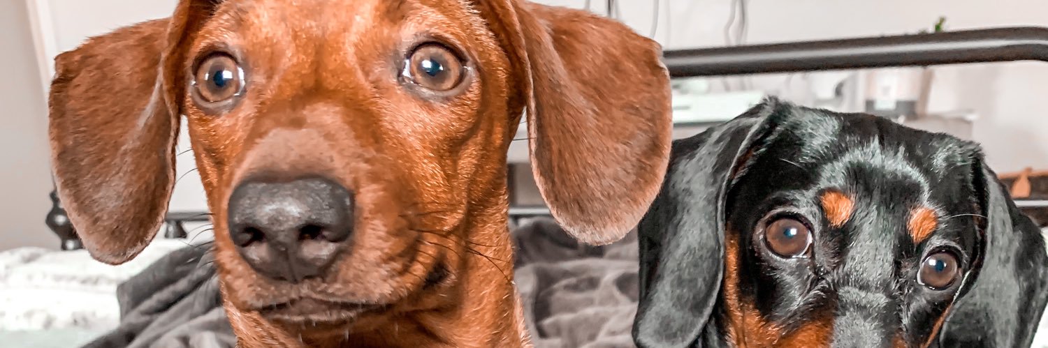 celestemguzmann's profile banner image