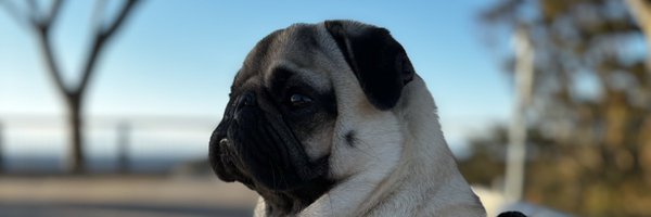 pug_futa Profile Banner