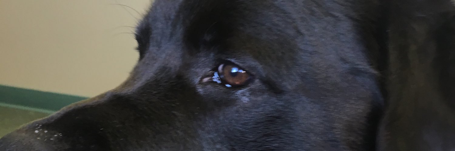 junkyofthesnow's profile banner image