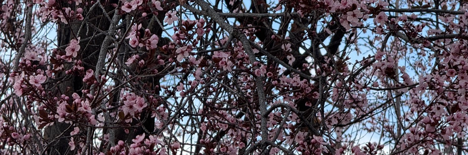 lexiloo2001's profile banner image