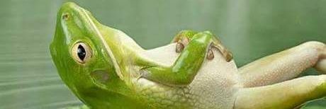 Frothing Muppet banner