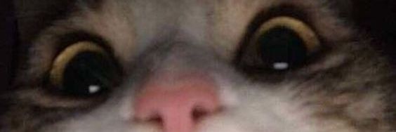SlenderBugBear banner