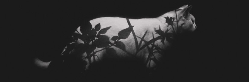 veronicadsrt's profile banner image
