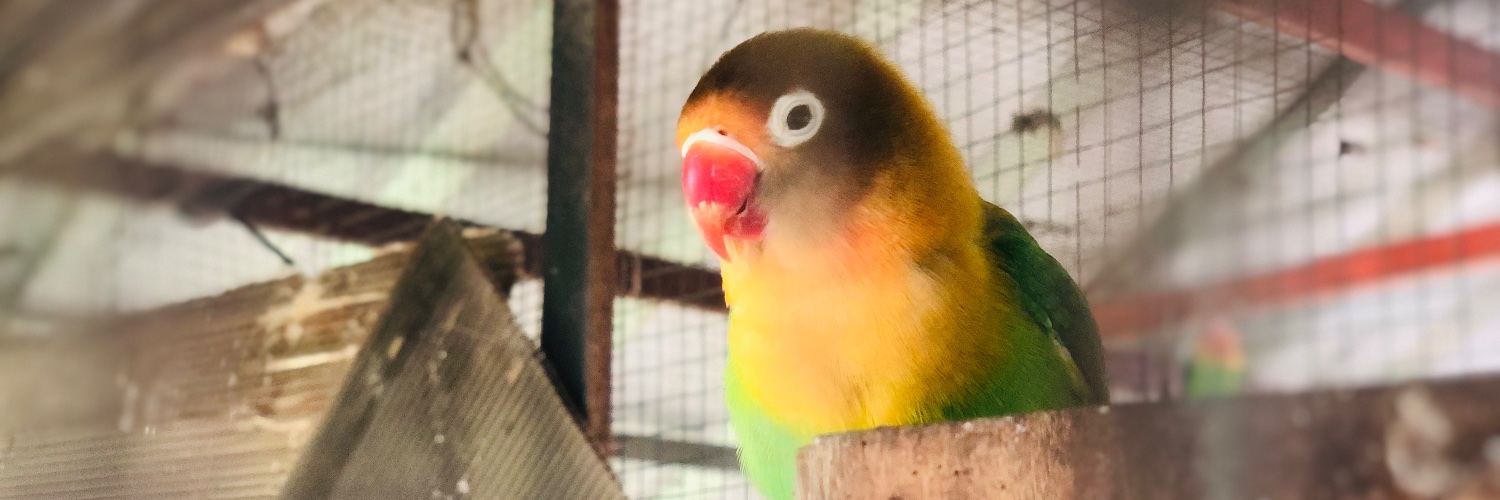 Ibayshutterstok's profile banner image