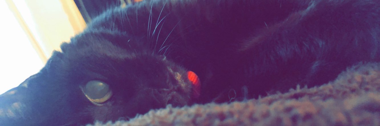 ashlystout's profile banner image