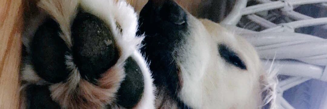 Paigebtal's profile banner image