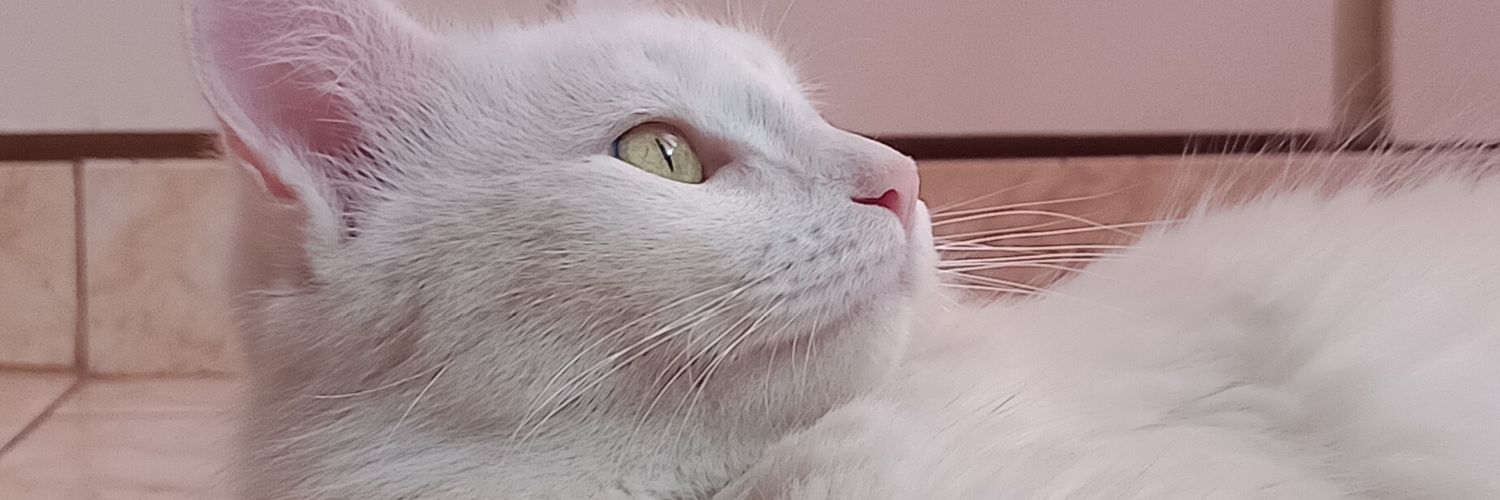 bieberispi0la's profile banner image