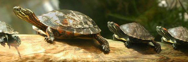 turtletroopsval Profile Banner