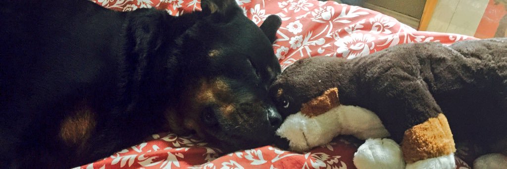 Stephen J Mchugh 🇬🇧🇮🇪 banner