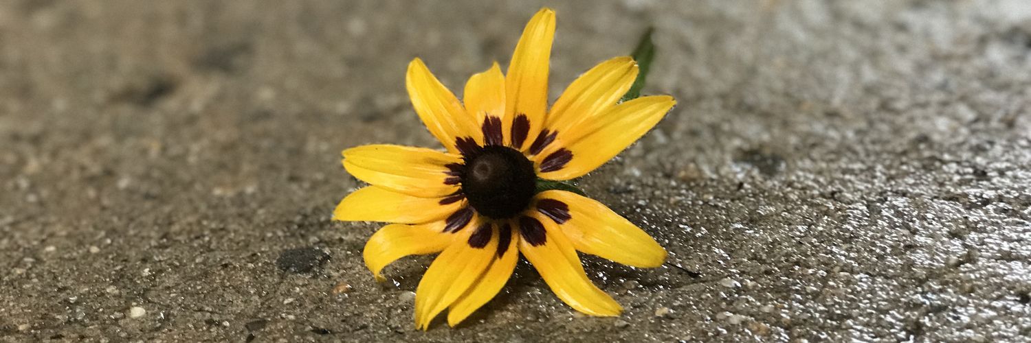 blastingkittens's profile banner image