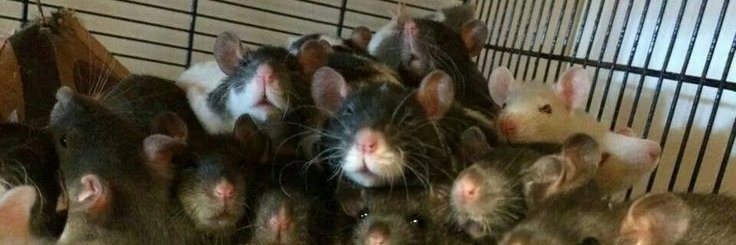 Electric Blood Mage 🐀 banner