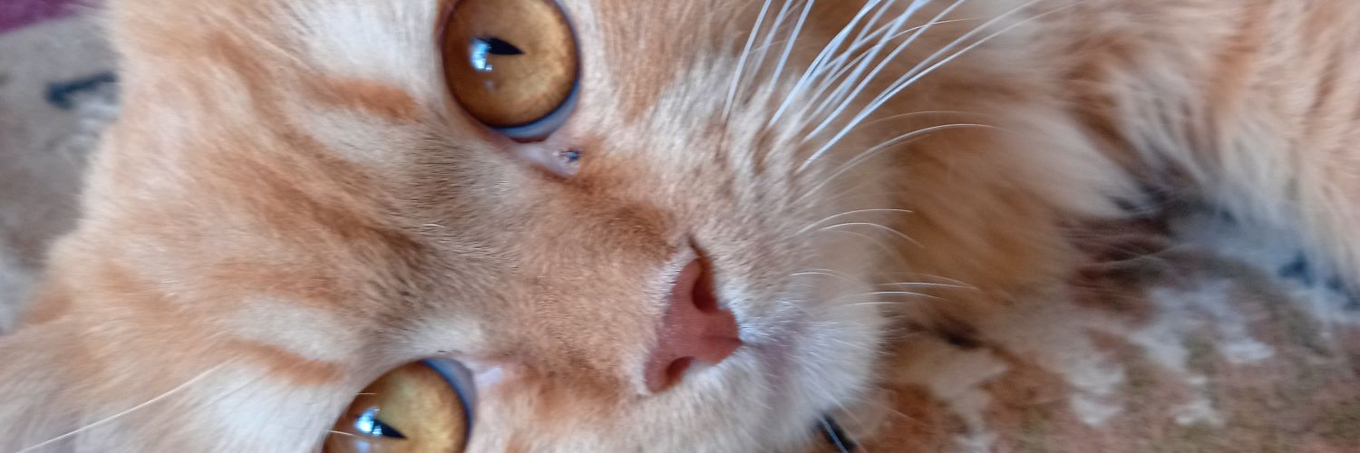 EngMaisoon's profile banner image