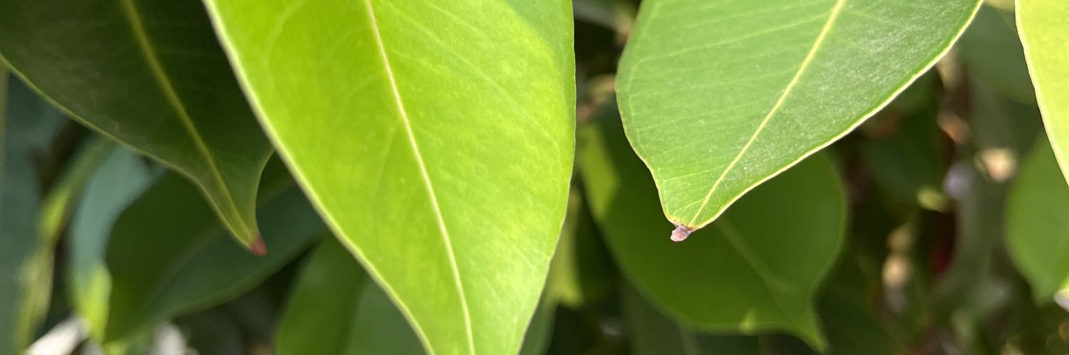 shoger's profile banner image