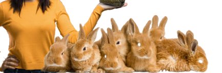Rabbitik Farming banner