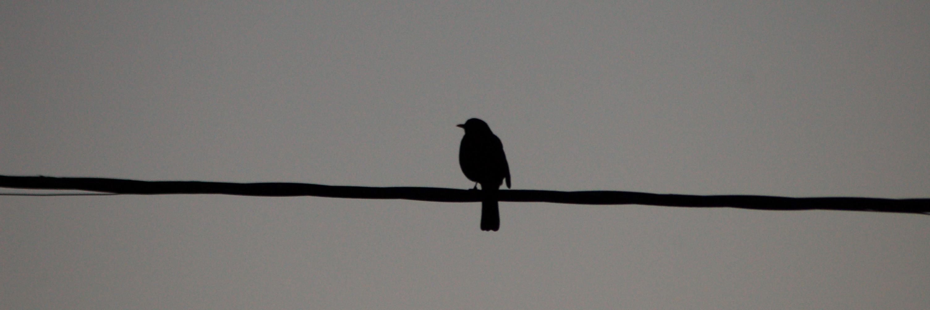 DoctorEnCicely's profile banner image