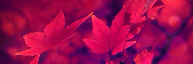 81amelyn's profile banner image