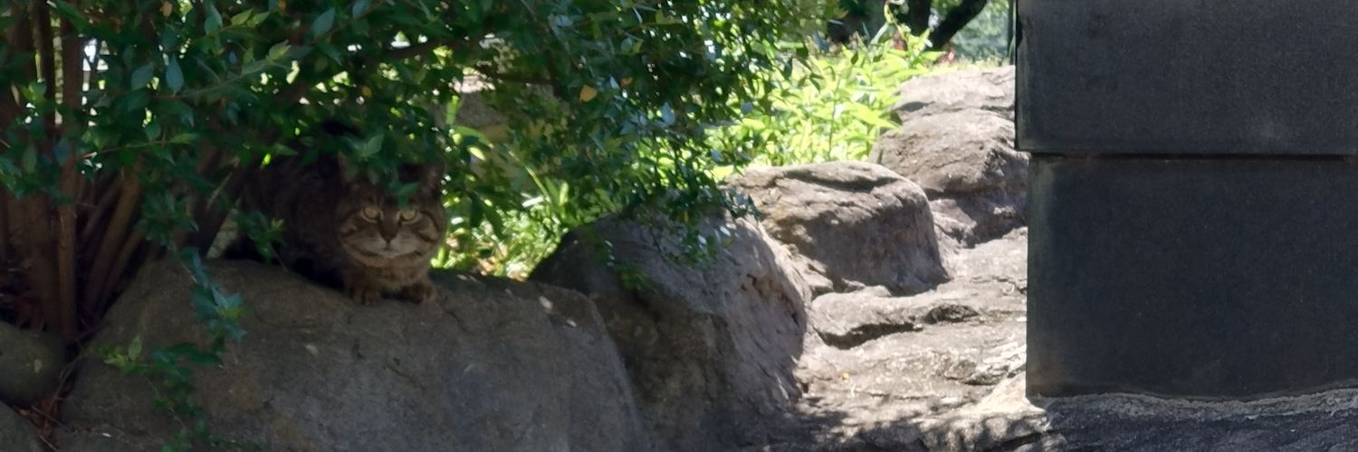 cad_dragon's profile banner image