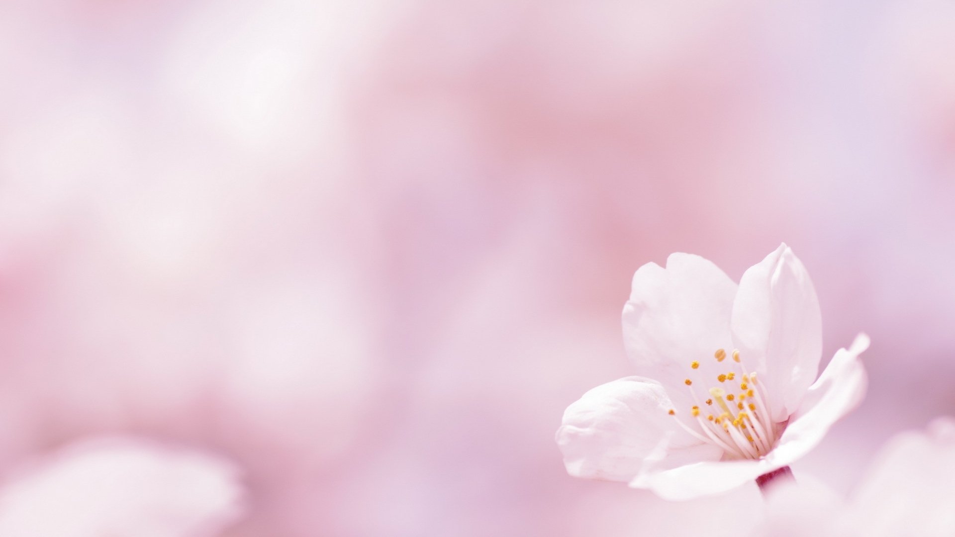 Paddhhuu's profile banner image
