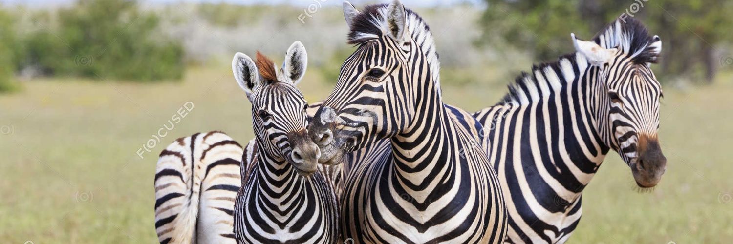 HochfeldZebra's profile banner image