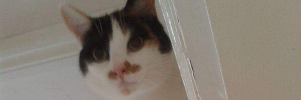 SophieHtweets Profile Banner