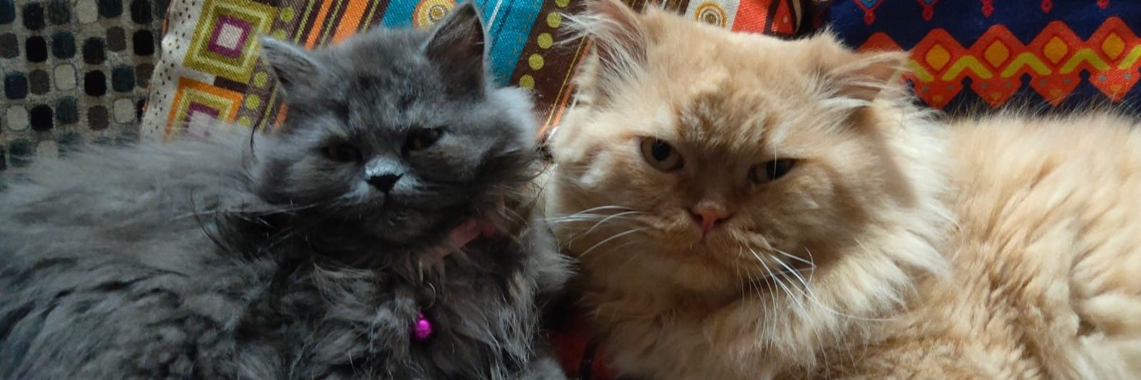 𝗔𝗷𝗮𝘆 🅚🅐🅟🅟🅢 banner