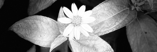 PSamDev Profile Banner