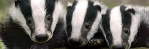 Calderbadgers1 Profile Banner