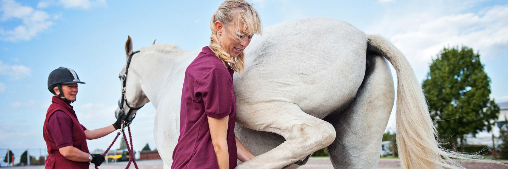 CheltenhamEquineVets banner