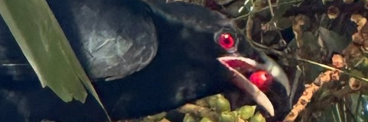 Thushara Wijewardena banner