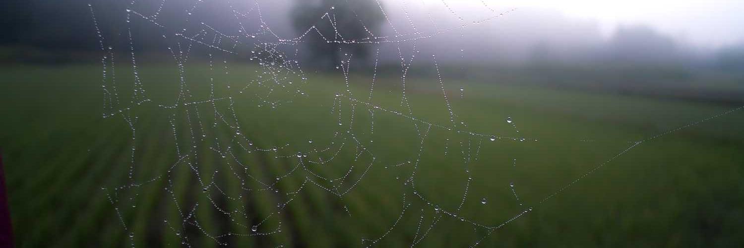 @andijaeni❤️ Memecoin banner