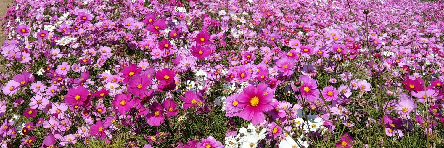 namespringbn's profile banner image